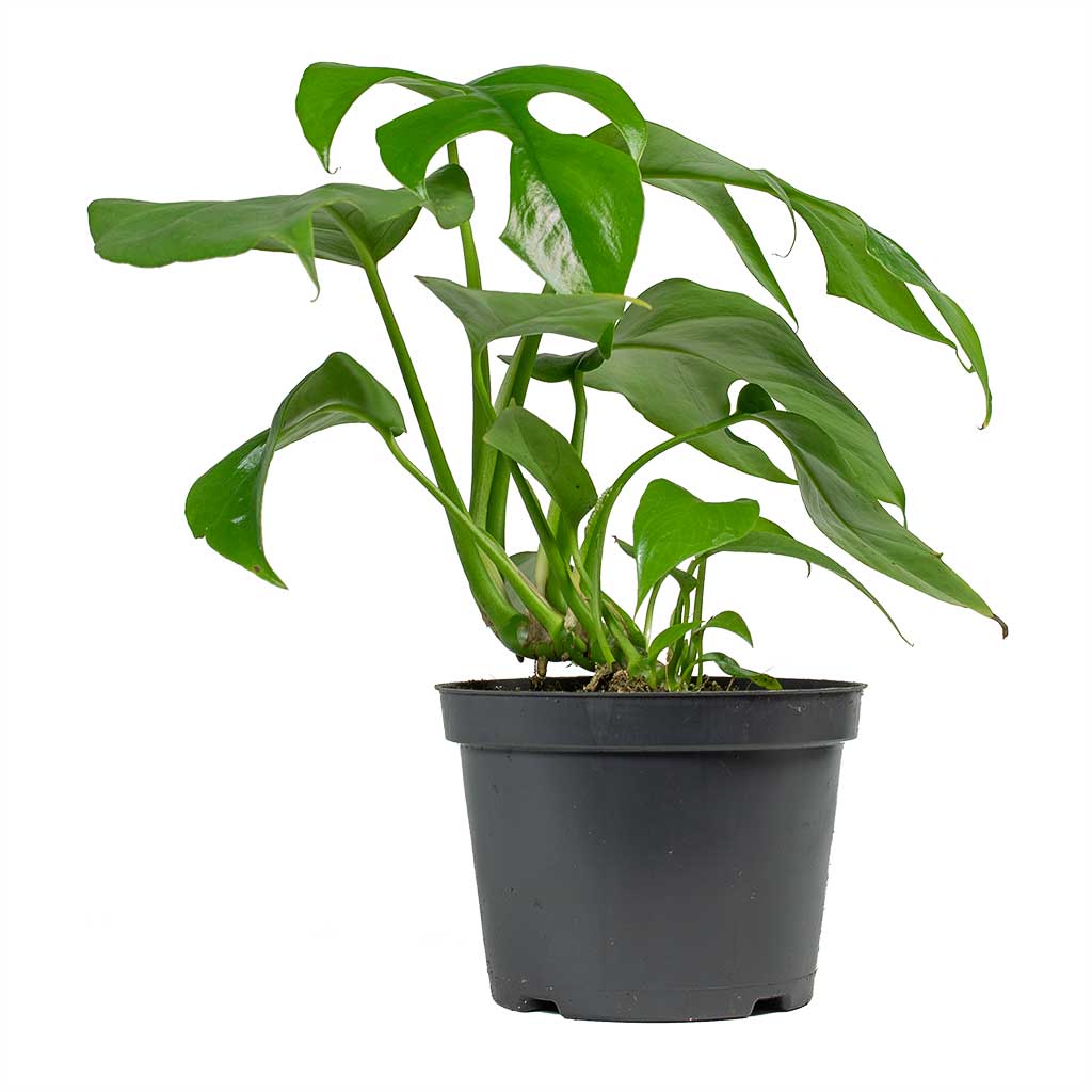 Rhaphidophora tetrasperma Monstera minima