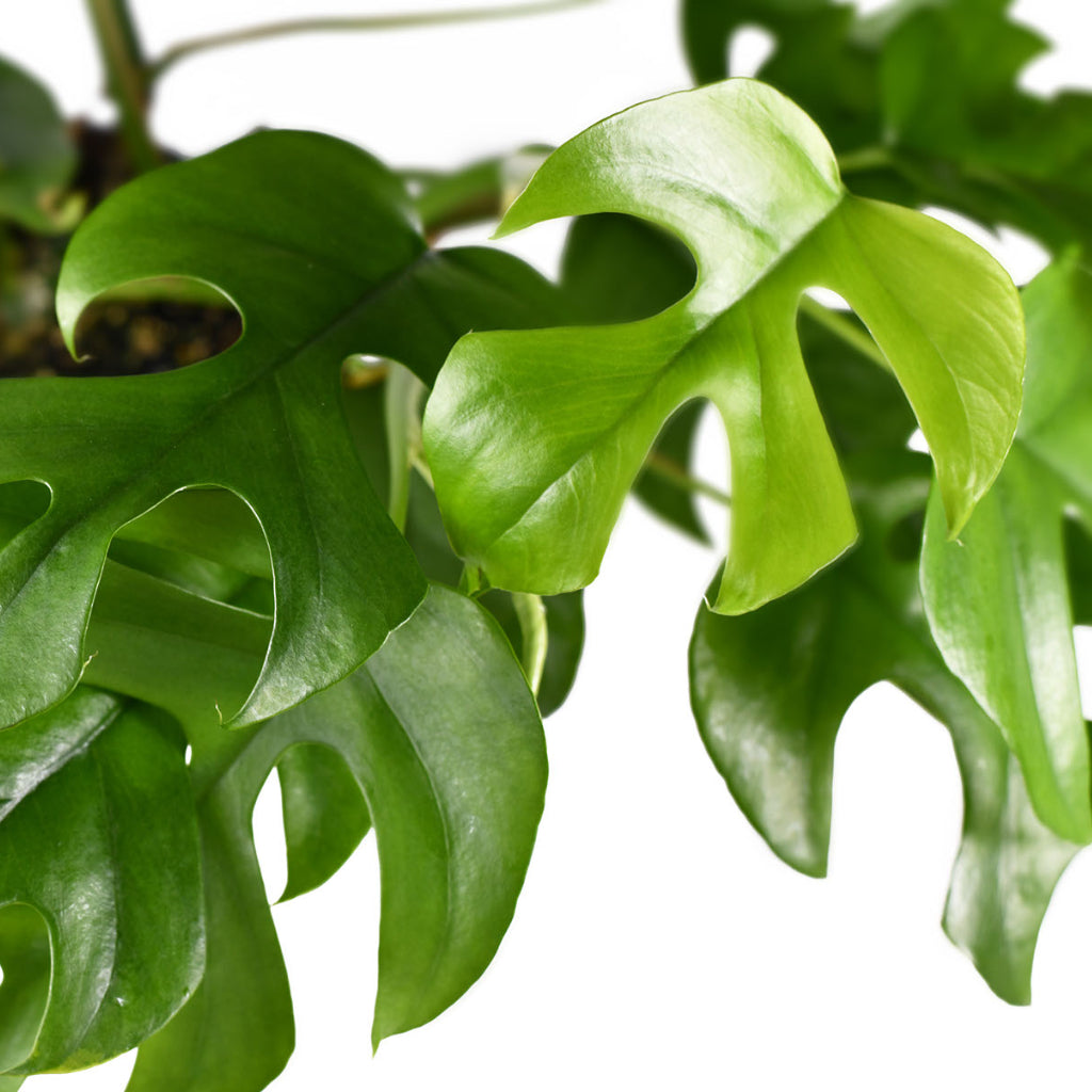 Rhaphidophora tetrasperma - Monstera minima & Cody Plant Pot - Straw Grass