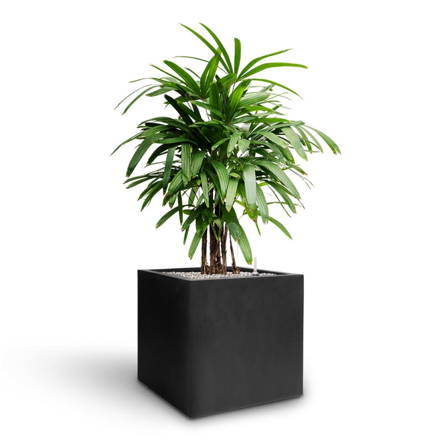 Rhapis excelsa - Lady Palm - Hydroculture Grigio Cube Planter - Anthracite Concrete