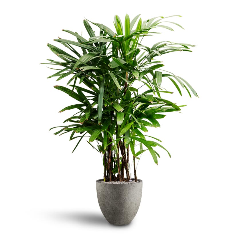 Rhapis excelsa - Lady Palm - Hydroculture & Grigio Egg Pot Planter - Natural Concrete