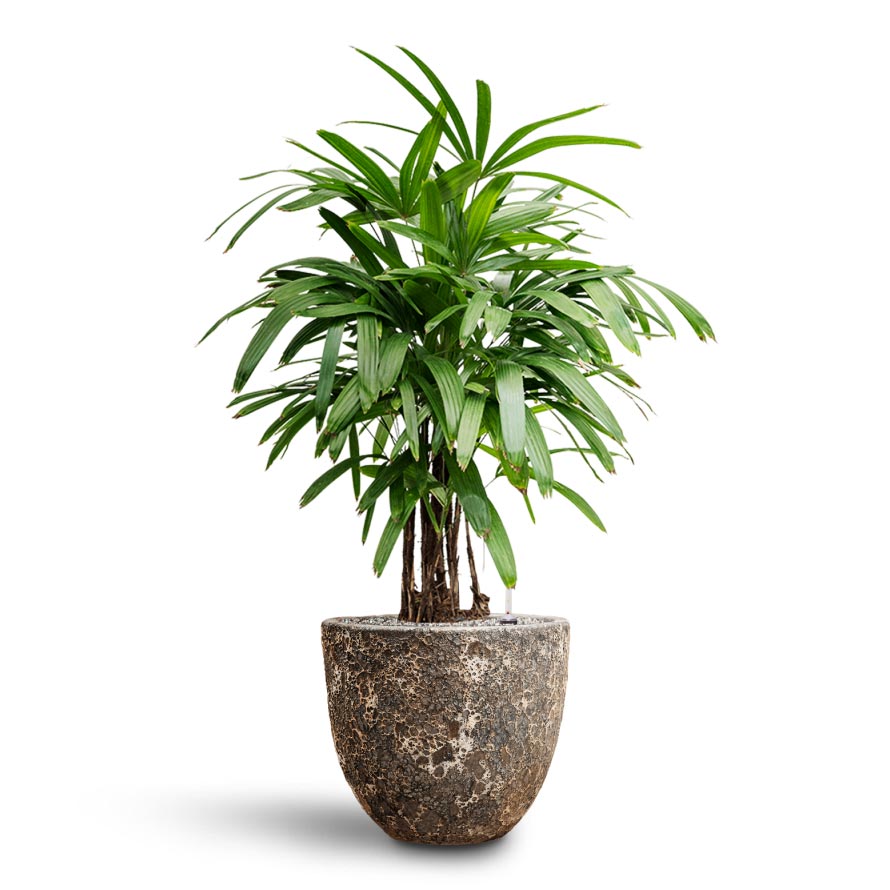 Rhapis excelsa - Lady Palm - Hydroculture Lava Couple Relic Planter - Rust