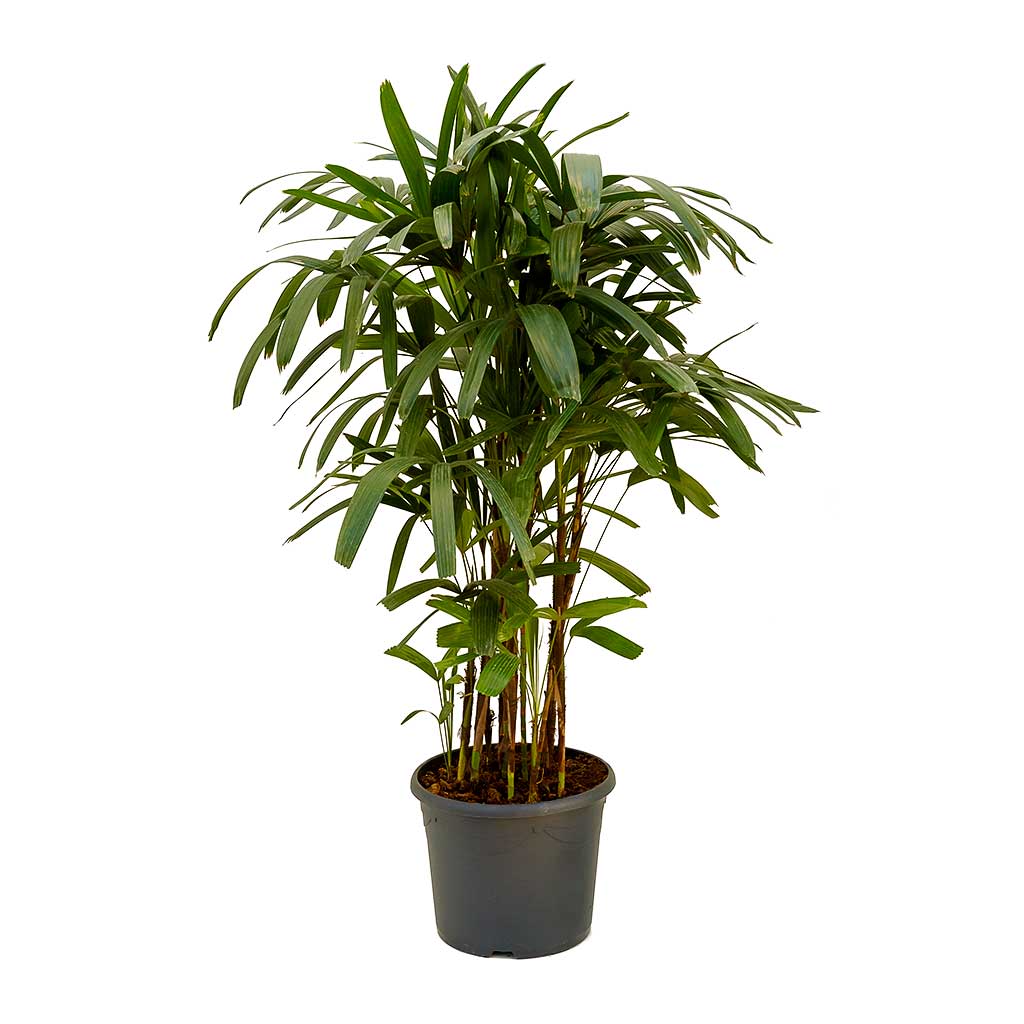 Rhapis excelsa - Lady Palm 120cm