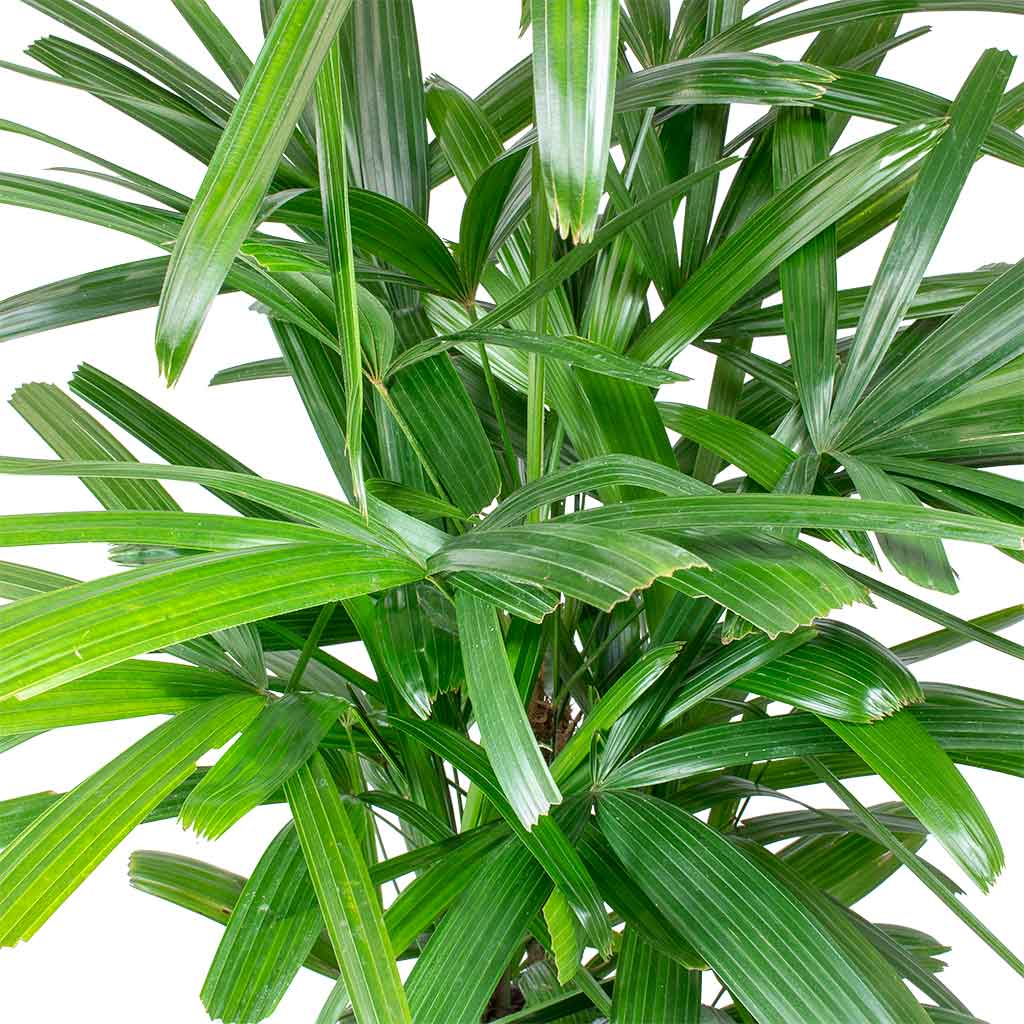 Rhapis excelsa Lady Palm Leaves