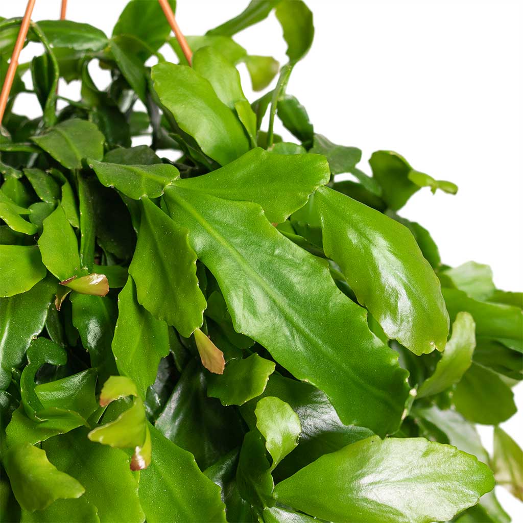 Rhipsalis crispata - Mistletoe Cactus & Patt Hanging Plant Pot Grey Washed