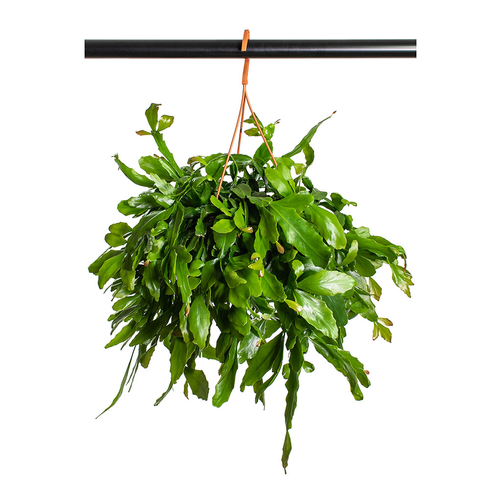 Rhipsalis Crispata Mistletoe Cactus