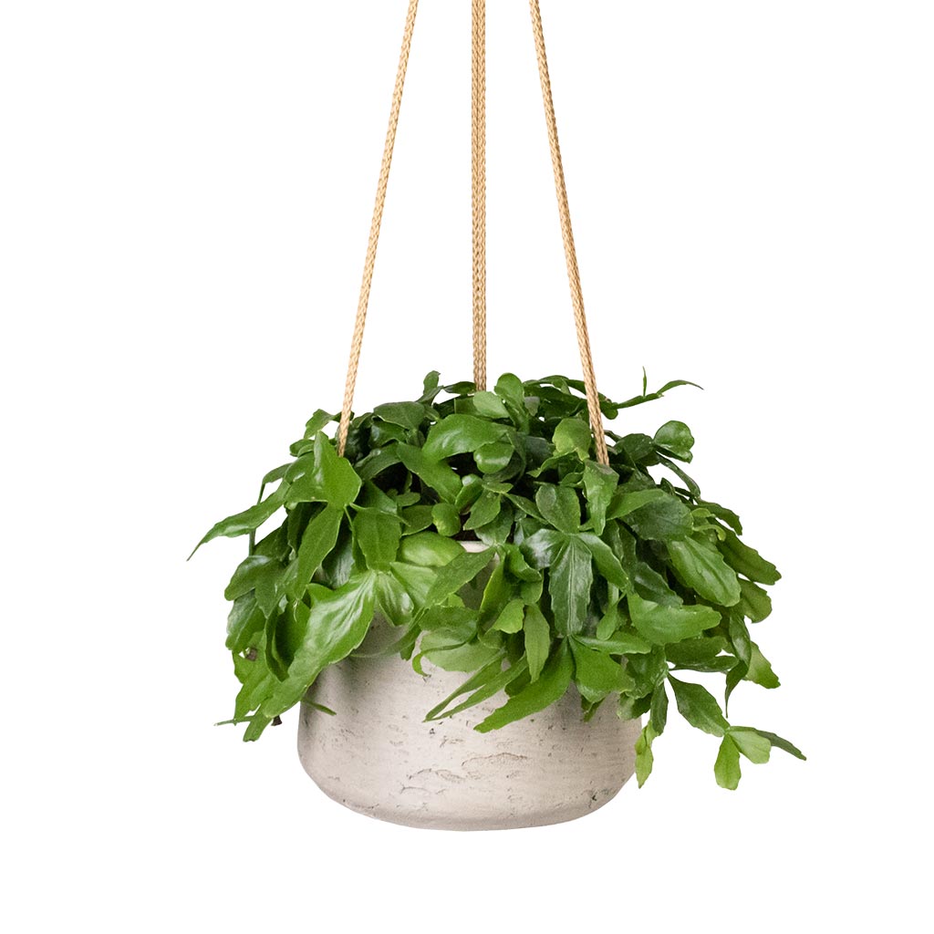 Rhipsalis crispata - Mistletoe Cactus & Patt Hanging Plant Pot Grey Washed