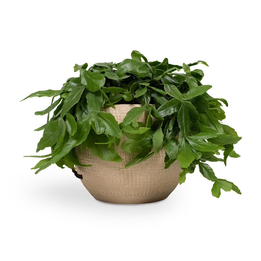 Rhipsalis crispata - Mistletoe Cactus Houseplant & Ryan Plant Pot - Sand Gold