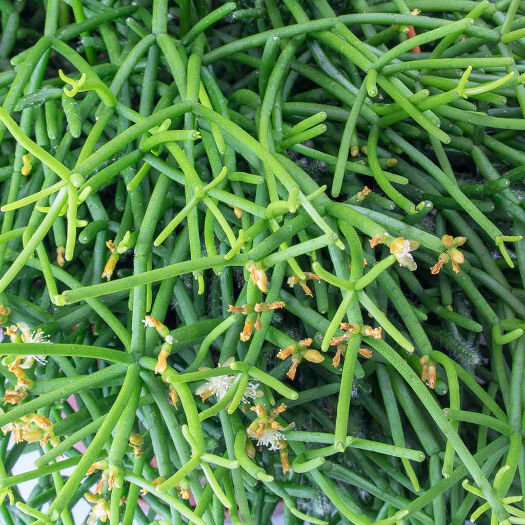 Rhipsalis heteroclada - Mistletoe Cactus & Cas Plant Pot - Cool Grey