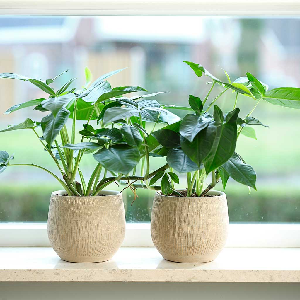 Ryan Plant Pot - Sand Gold & Houseplants