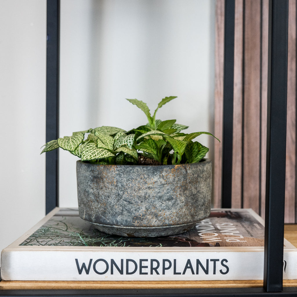 Saar Plant Bowl - Earth Cement - Aglaonema
