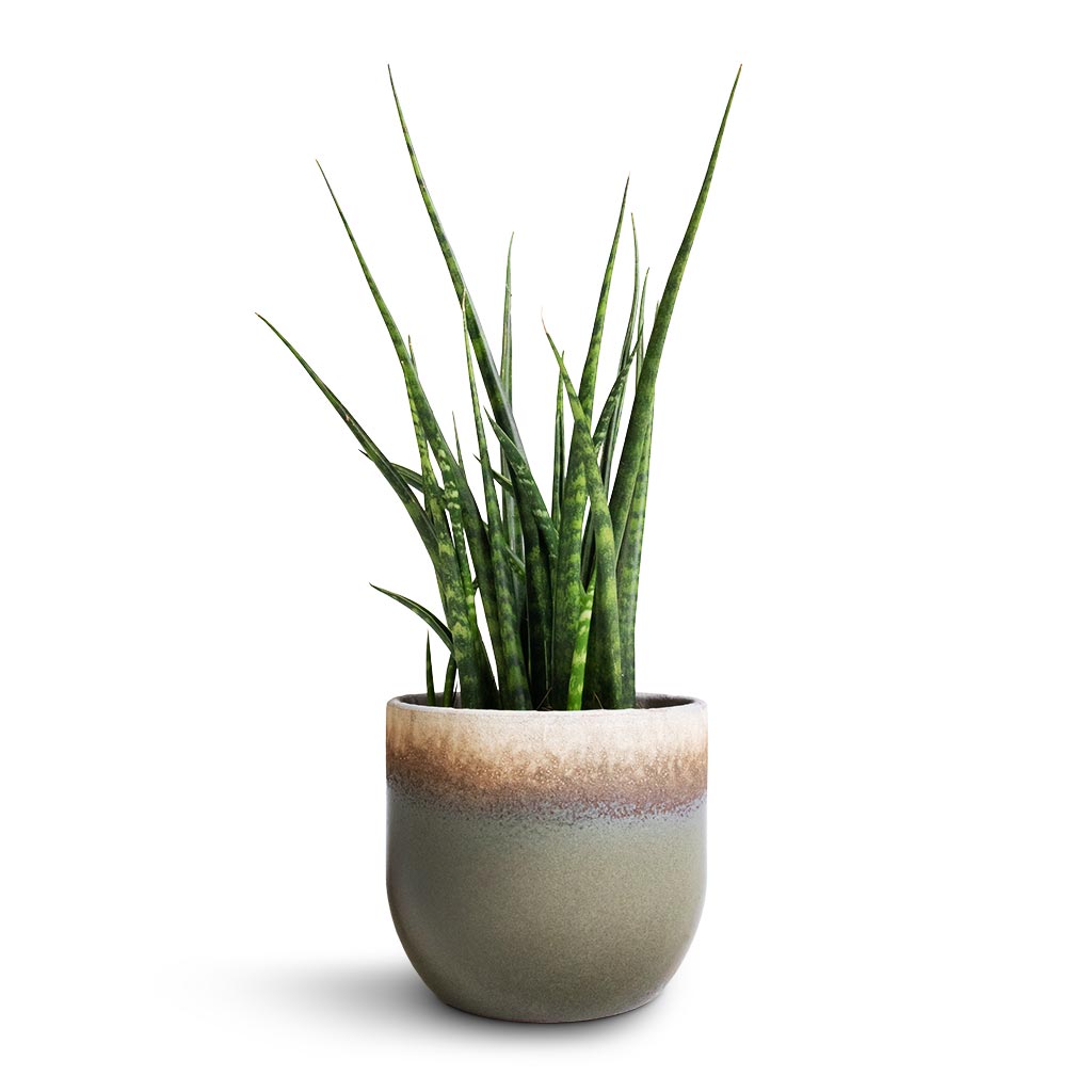Sansevieria Fernwood Mikado - Snake Plant & Tarra Plant Pot - Forest