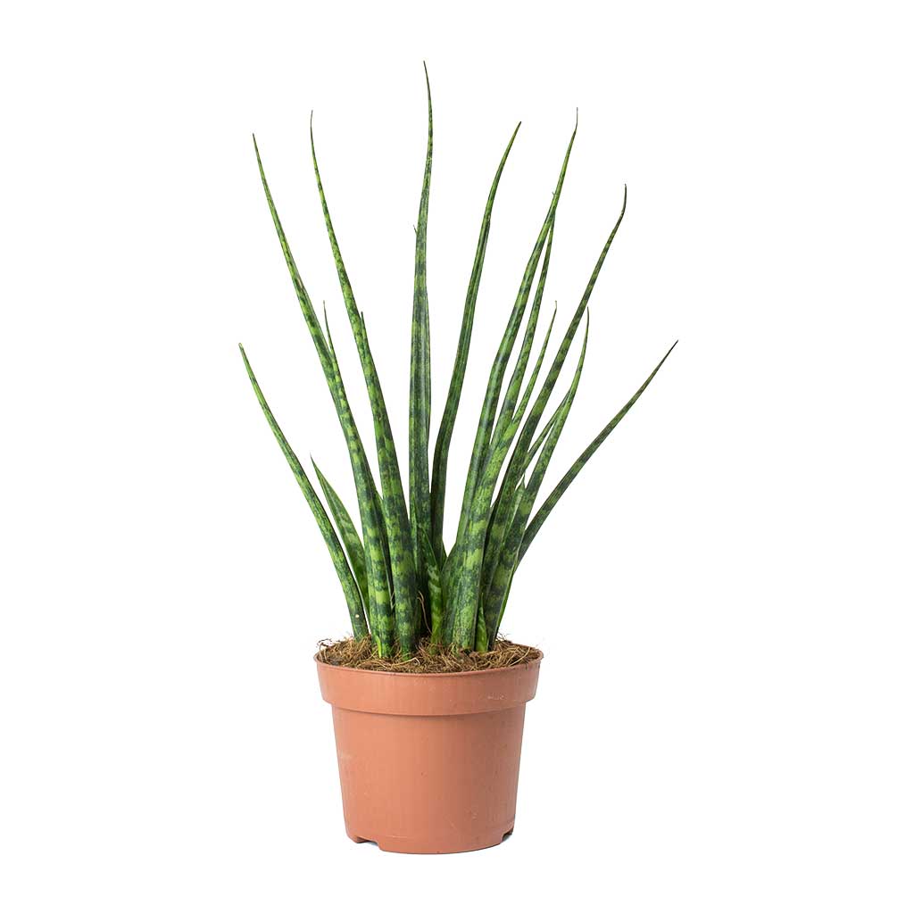 Sansevieria Fernwood Mikado - Snake Plant