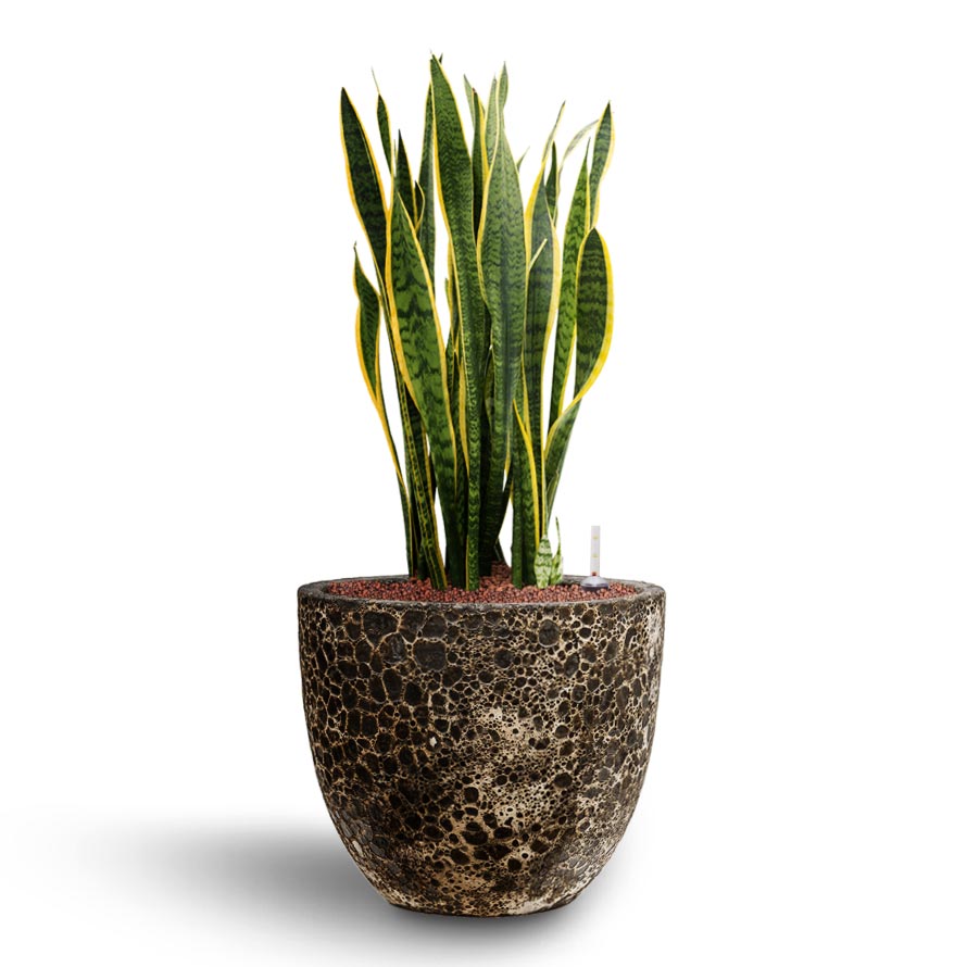 Sansevieria Laurentii - Hydroculture Indoor Plant & Lava Couple Relic Planter - Black