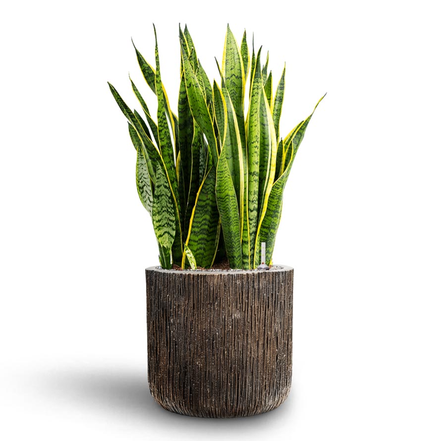 Sansevieria Laurentii - Hydroculture Indoor Plant & Luxe Lite Waterfall Cylinder Planter - Bronze