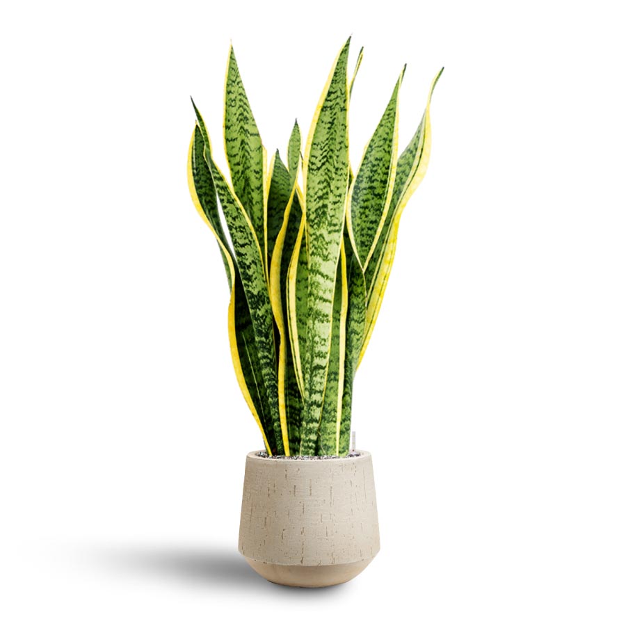 Sansevieria Laurentii - Hydroculture & Raindrop Tube Round Planter