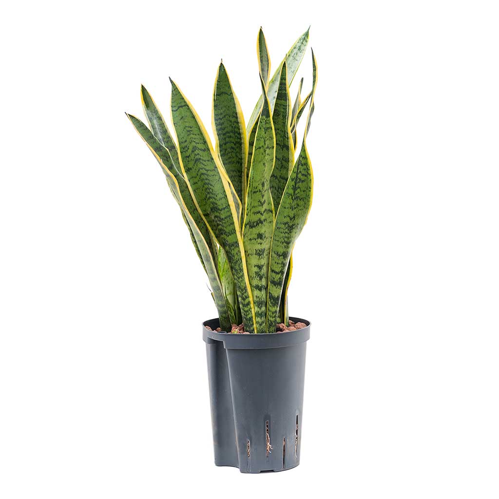 Sansevieria Laurentii Hydroculture Indoor Plant Small