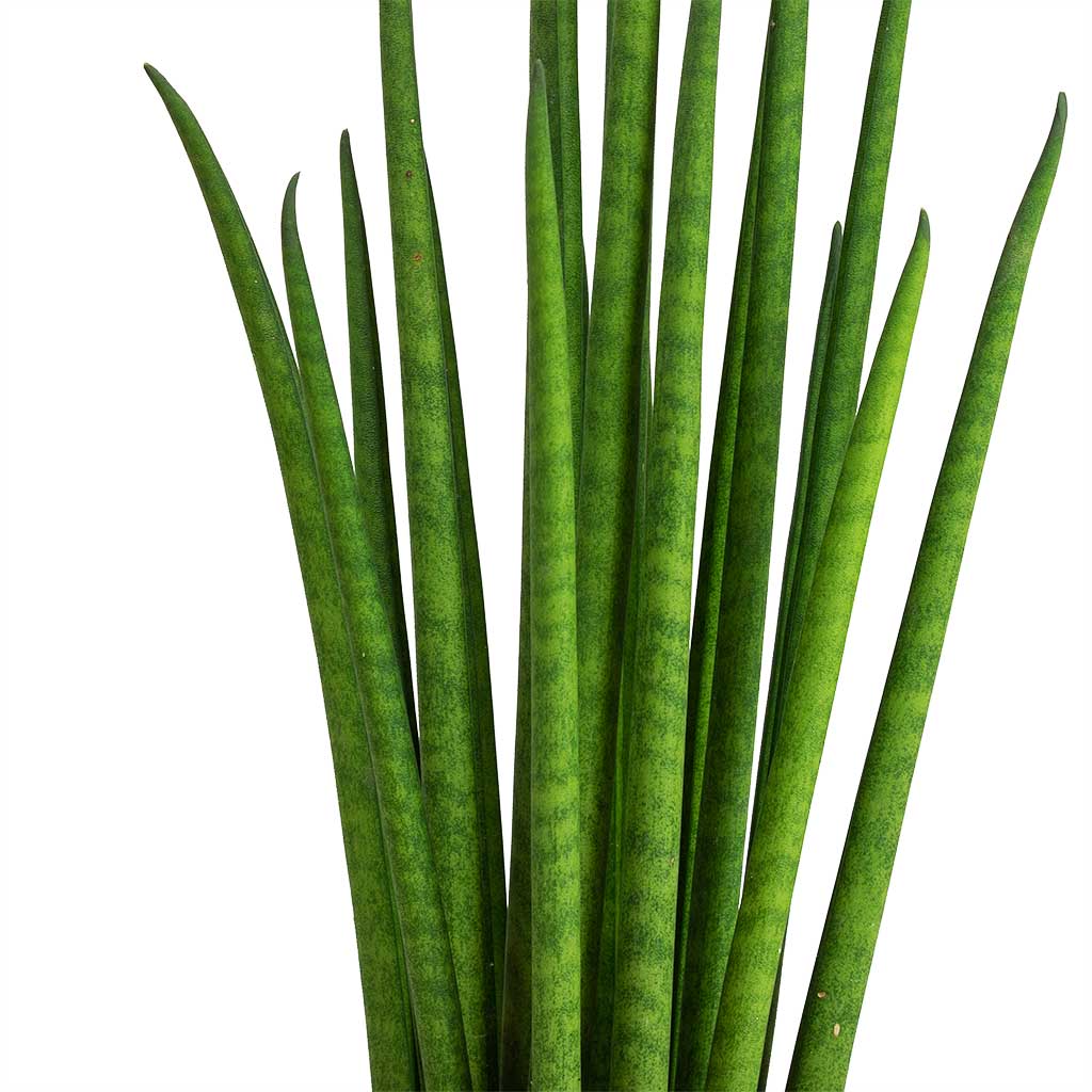 Sansevieria bacularis Mikado - Snake Plant & Plant Pot - Low Stand - Grey Washed
