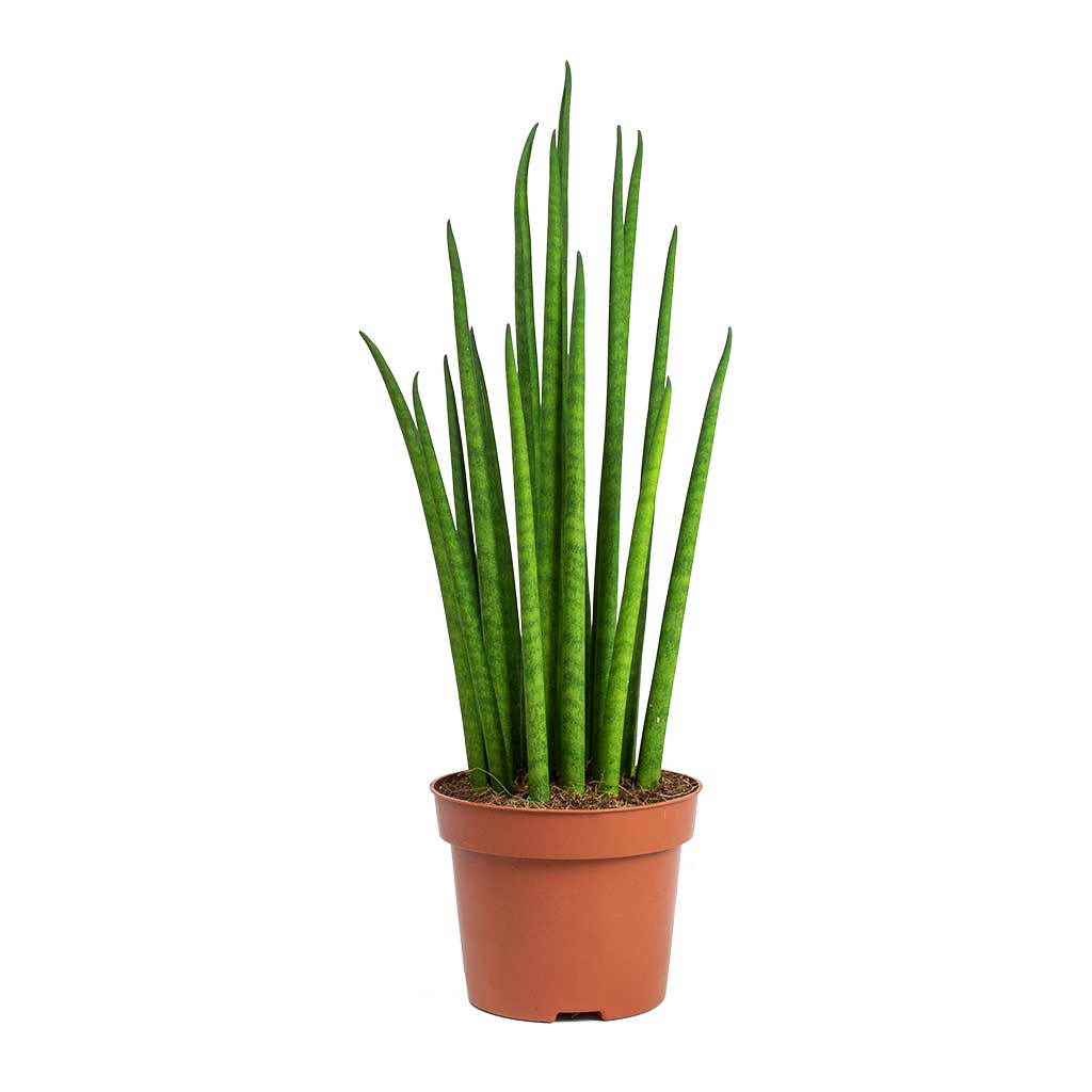 Sansevieria bacularis Mikado - Snake Plant