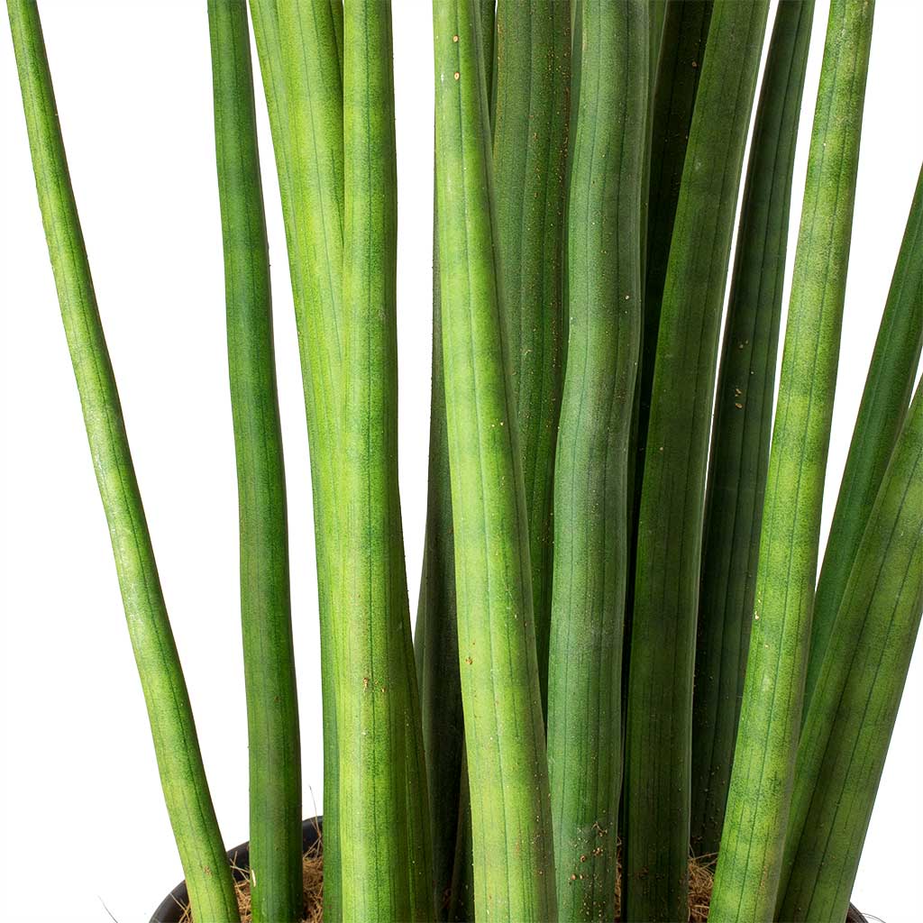 Sansevieria cylindrica Spikes Cylindrical Snake Plant Stems