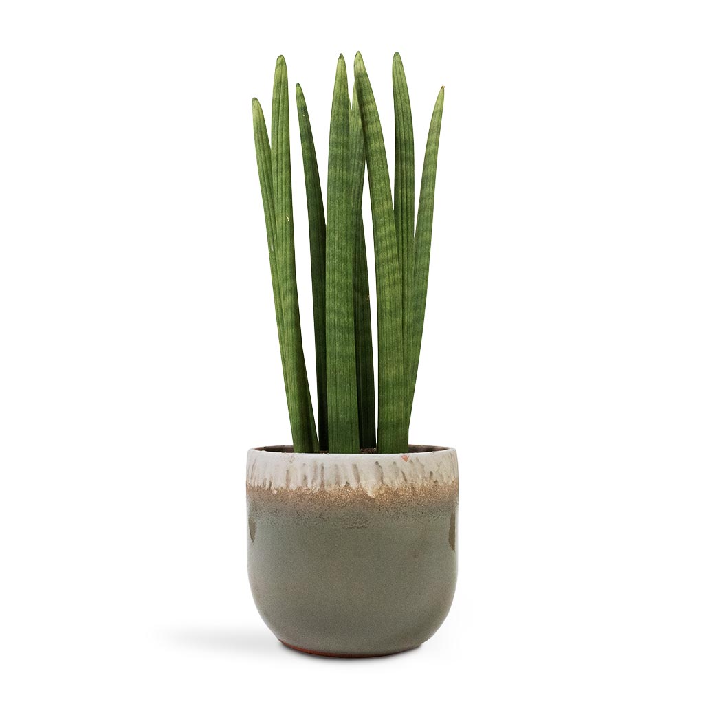 Tarra Plant Pot - Forest & Sansevieria cylindrica Straight - Cylindrical Snake Plant 