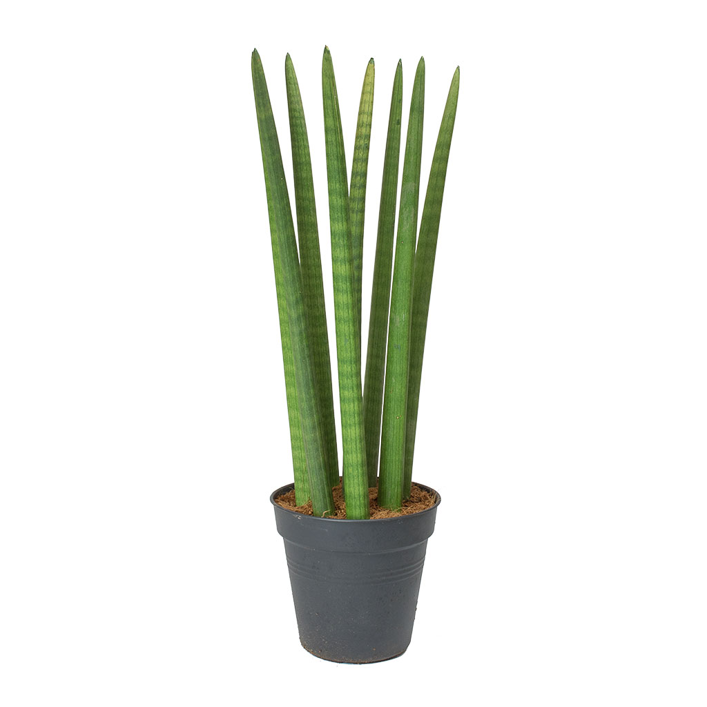 Sansevieria cylindrica Straight - Cylindrical Snake Plant