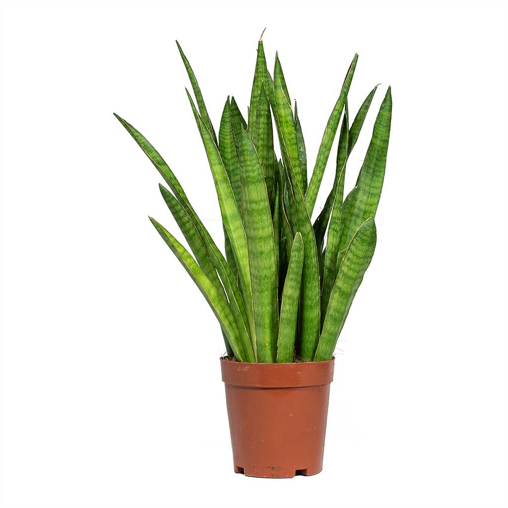 Sansevieria kirkii Star Sansevieria Small