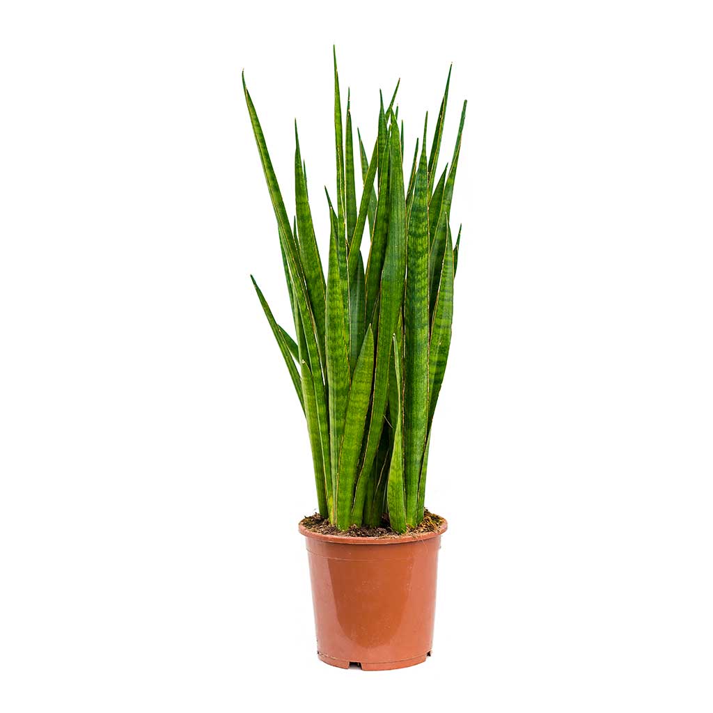 Sansevieria kirkii  - Star Sansevieria 75cm