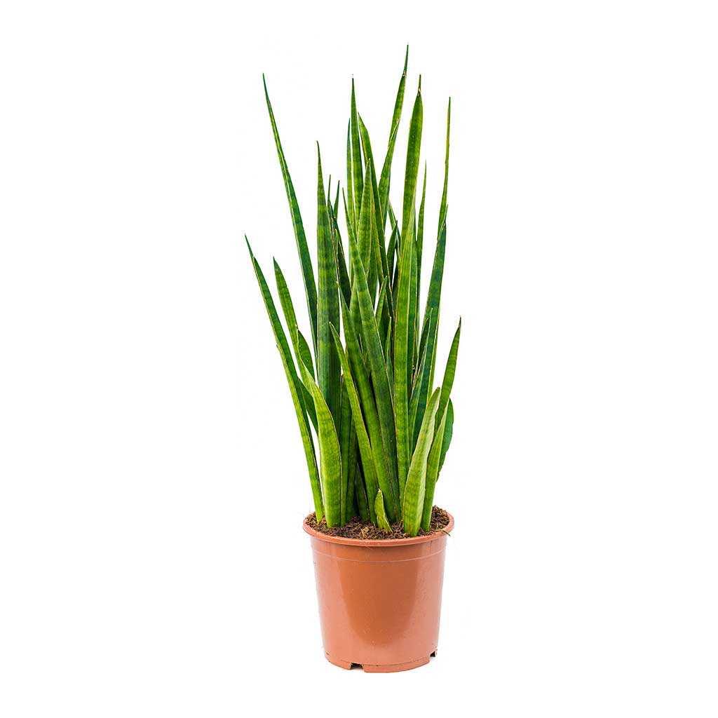 Sansevieria kirkii  - Star Sansevieria 80cm