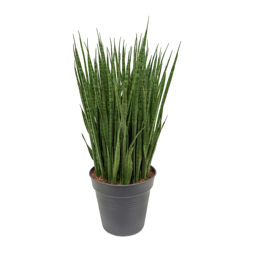 Sansevieria kirkii  - Star Sansevieria 110cm