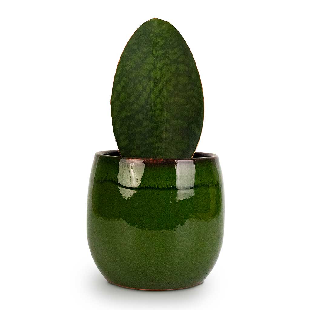 Sansevieria masoniana Victoria Shark Fin Snake Plant & Charlotte Plant Pot In Green