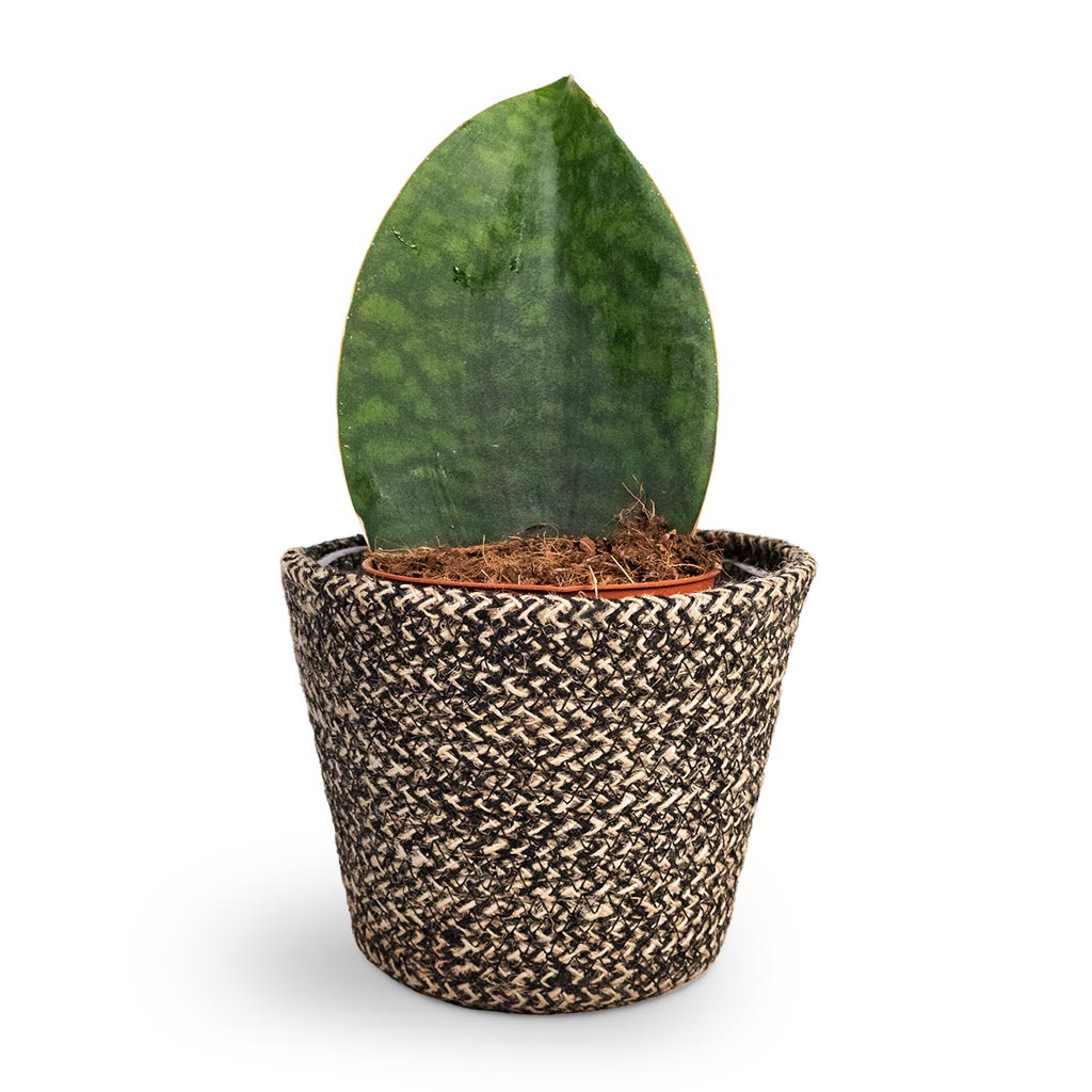 Sansevieria masoniana Victoria - Shark Fin Snake Plant Houseplant & Selin Plant Basket - Black Weave