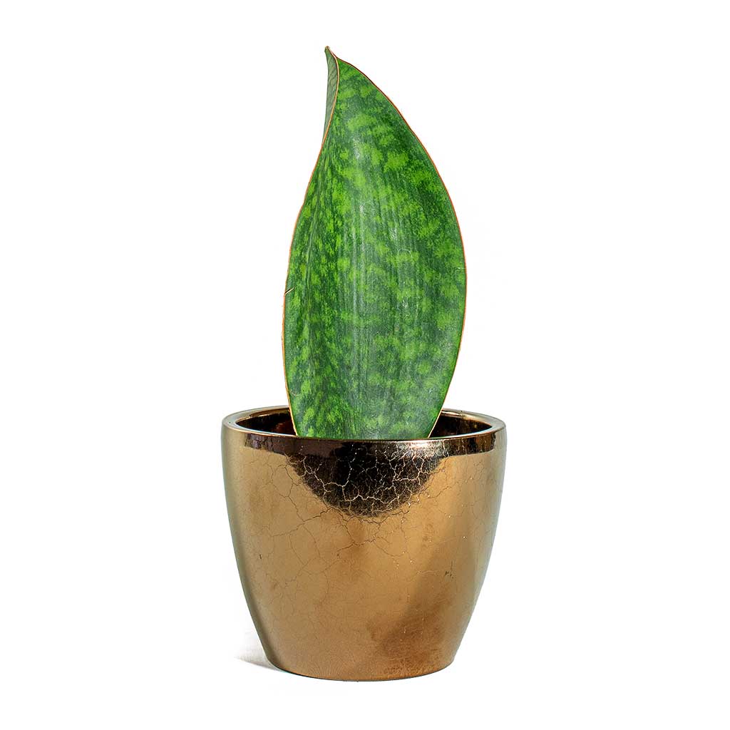 Sansevieria masoniana Victoria Shark Fin & Sven Plant Pot Gold