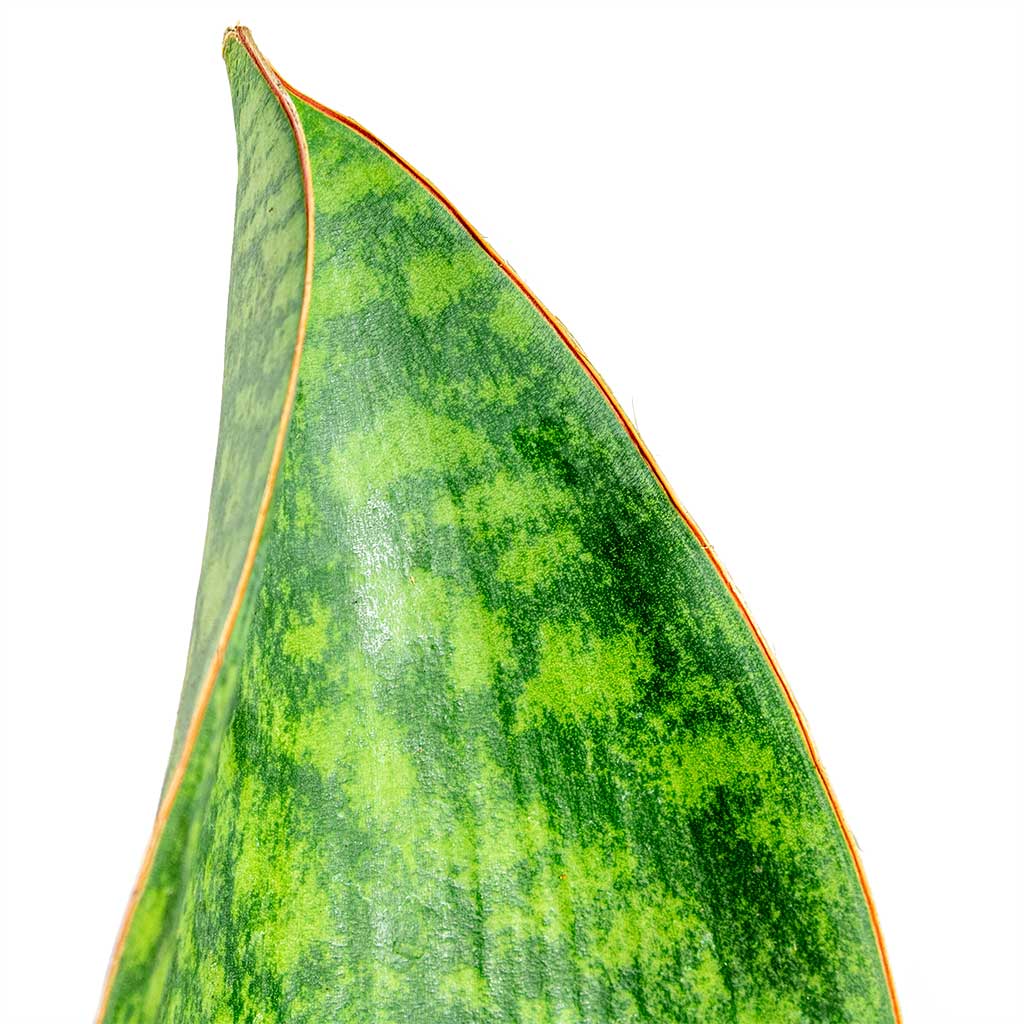 Sansevieria masoniana Victoria Shark Fin Snake Plant 10x30cm Charlotte Plant Pot Green 15x13cm