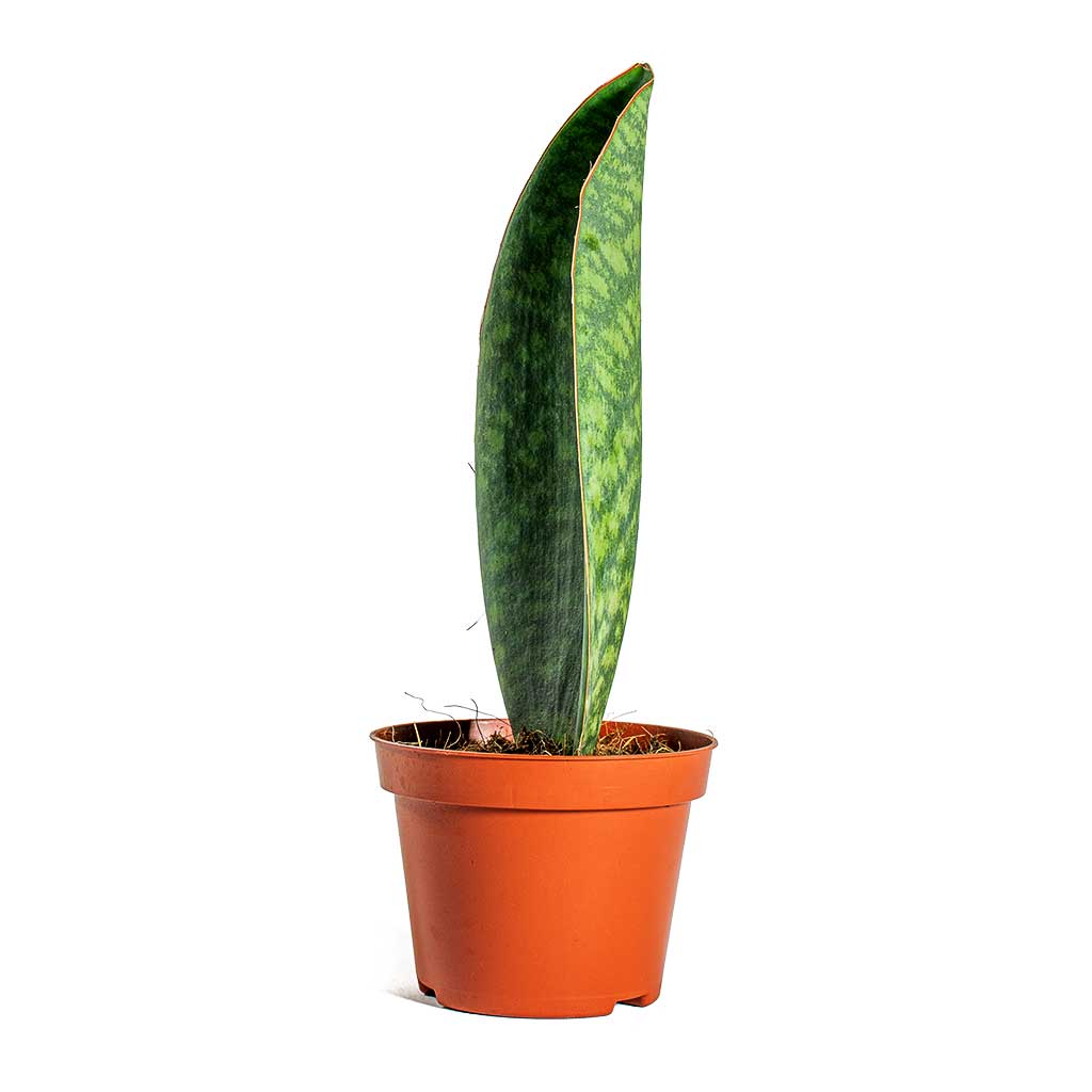 Sansevieria masoniana Victoria Shark Fin Side View