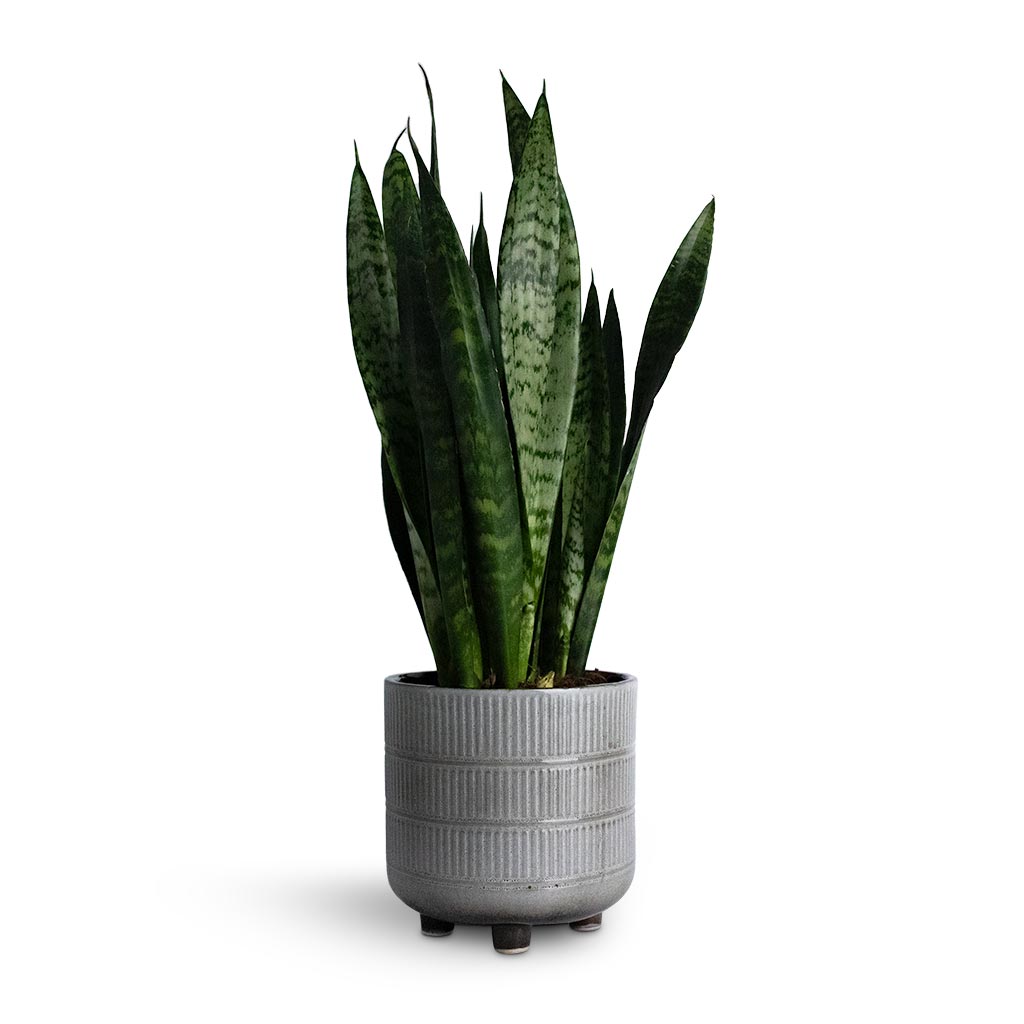 Sansevieria trifasciata Black Coral - Snake Plant Houseplant & Denise Plant Pot - Fossil