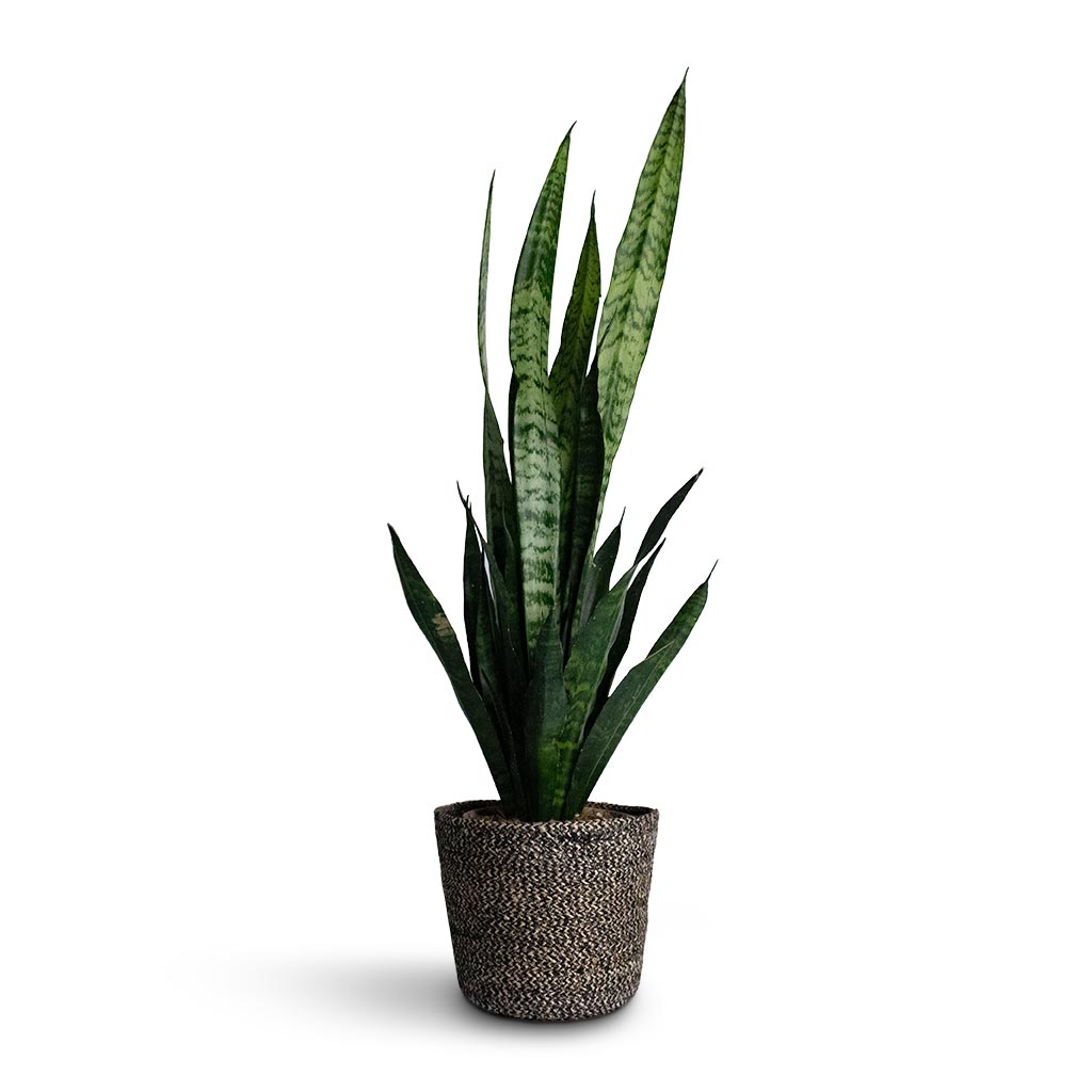 Sansevieria trifasciata Black Coral - Snake Plant Houseplant & Selin Plant Basket - Black Weave