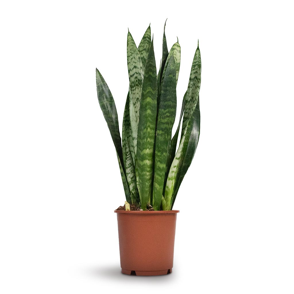 Sansevieria trifasciata Black Coral - Snake Plant