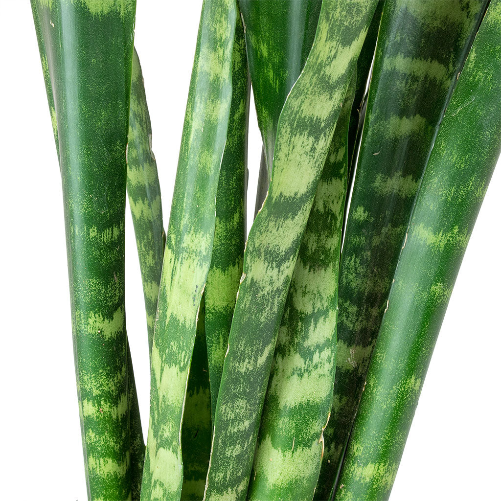 Sansevieria trifasciata Black Coral - Snake Plant & Lykke Plant Pot - Chestnut Blush