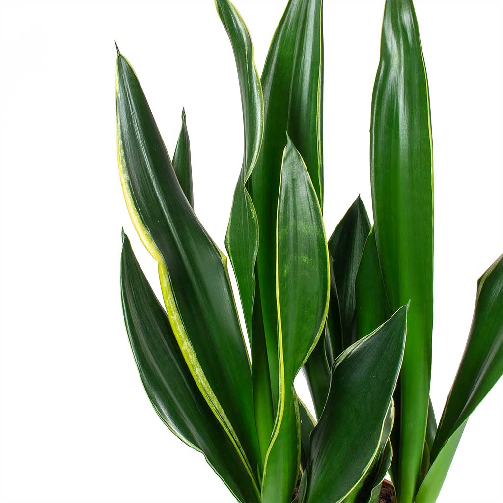 Sansevieria trifasciata Diamond Flame - Snake Plant