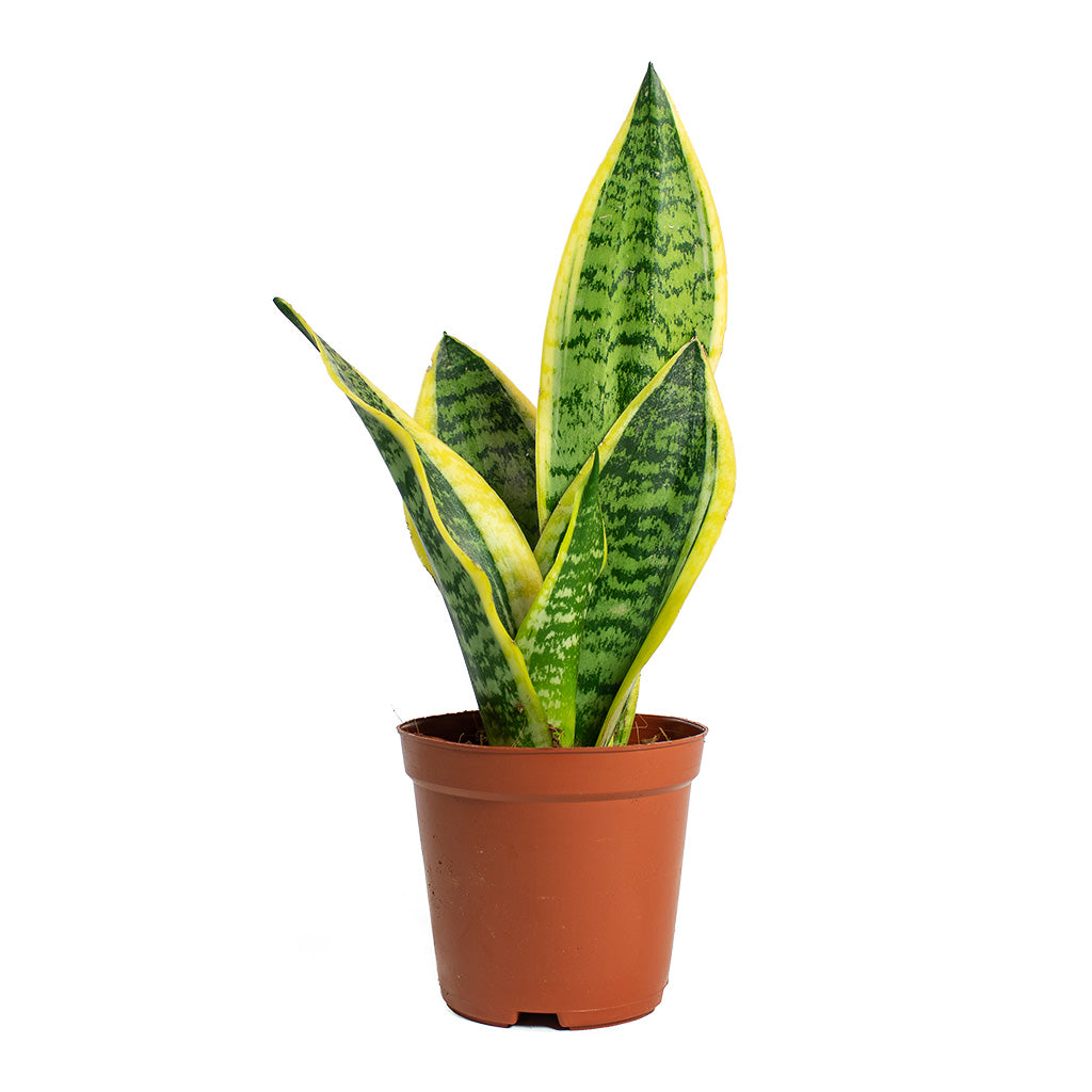 Sansevieria trifasciata Futura Superba 12cm