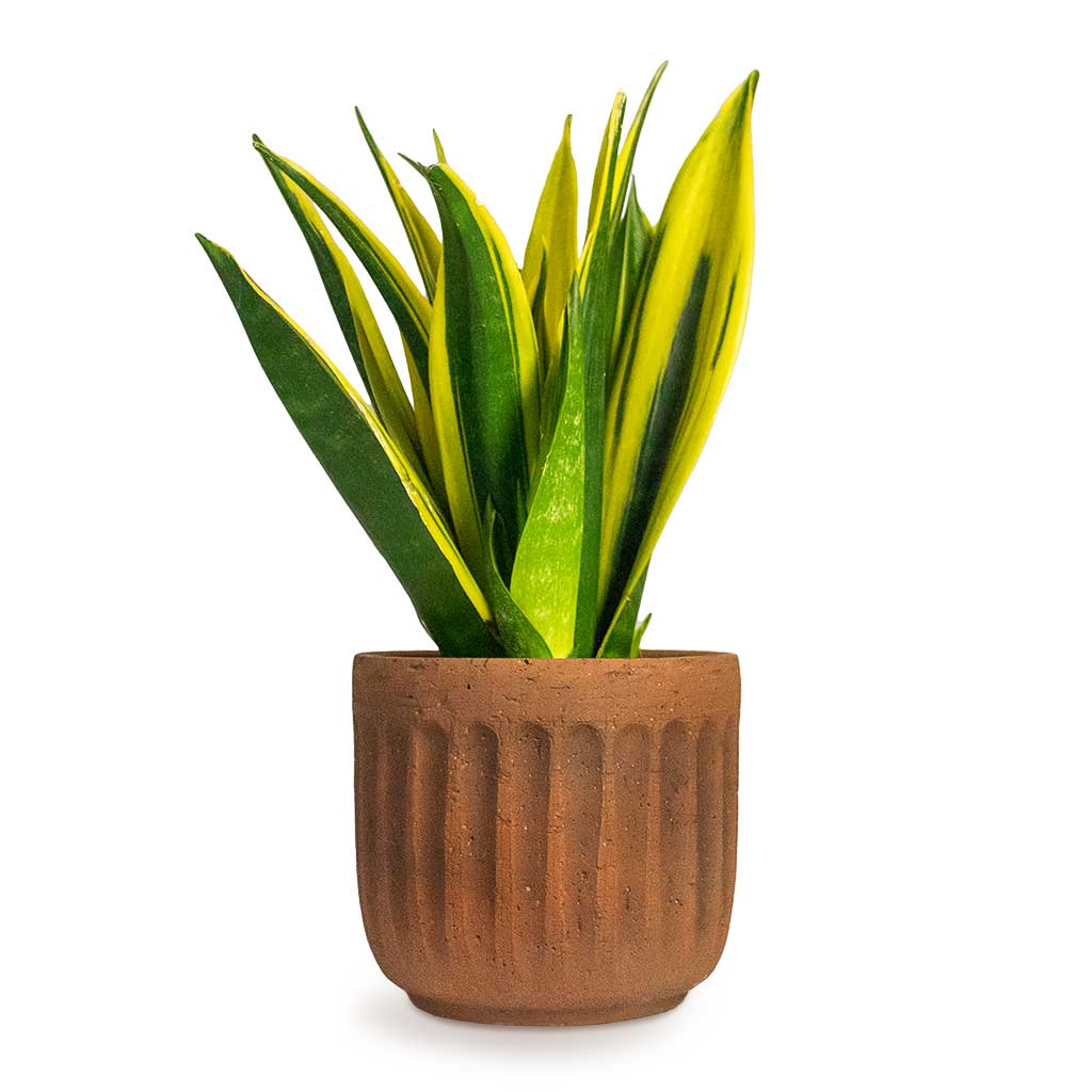 Sansevieria trifasciata Golden Flame Snake Houseplant &amp; Plant Pot Duncan Rust