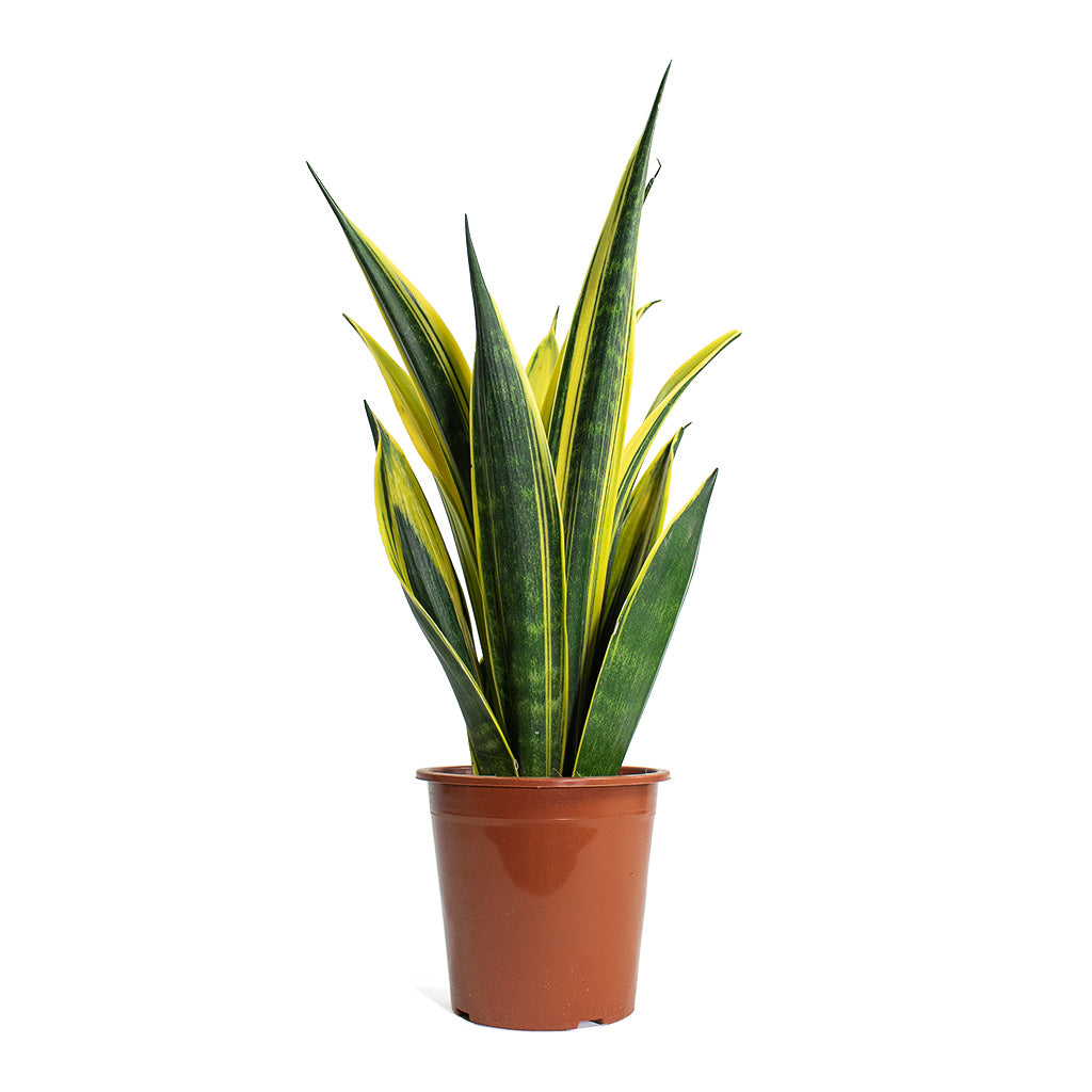 Sansevieria trifasciata Golden Flame Snake Plant