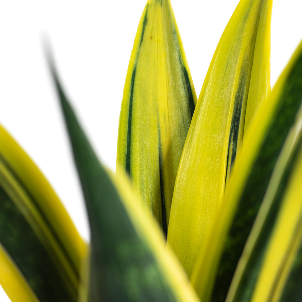 Sansevieria trifasciata Golden Flame Snake Plant Close-Up