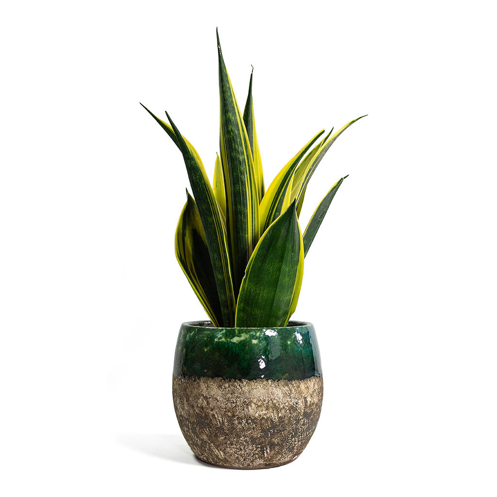 Sansevieria trifasciata Golden Flame Snake Plant with Lindy Plant Pot Black Green