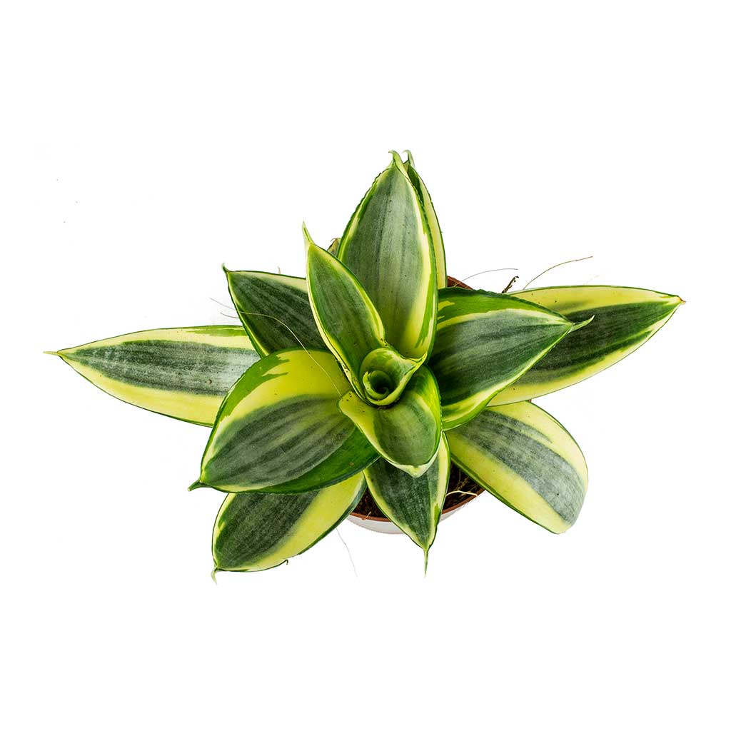 Jelmer Pot Frosted Mint - 12x11cm In Sansevieria trifasciata Golden Hahnii 9x15cm