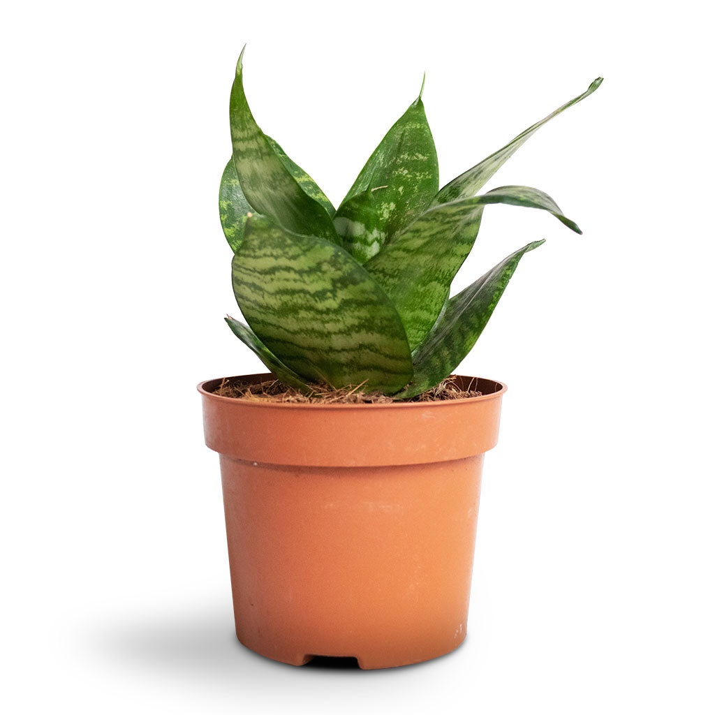 Sansevieria trifasciata Hahnii - Birds Nest Snake Plant