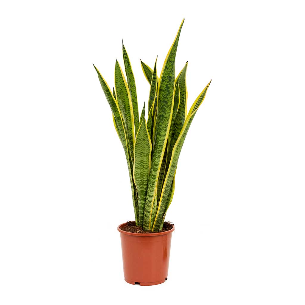 Sansevieria trifasciata Laurentii - Variegated Snake Plant 65cm