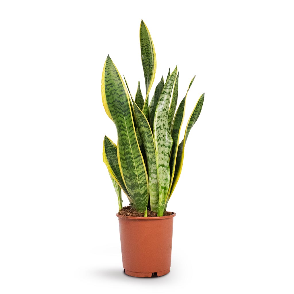 Sansevieria trifasciata Laurentii - Variegated Snake Plant