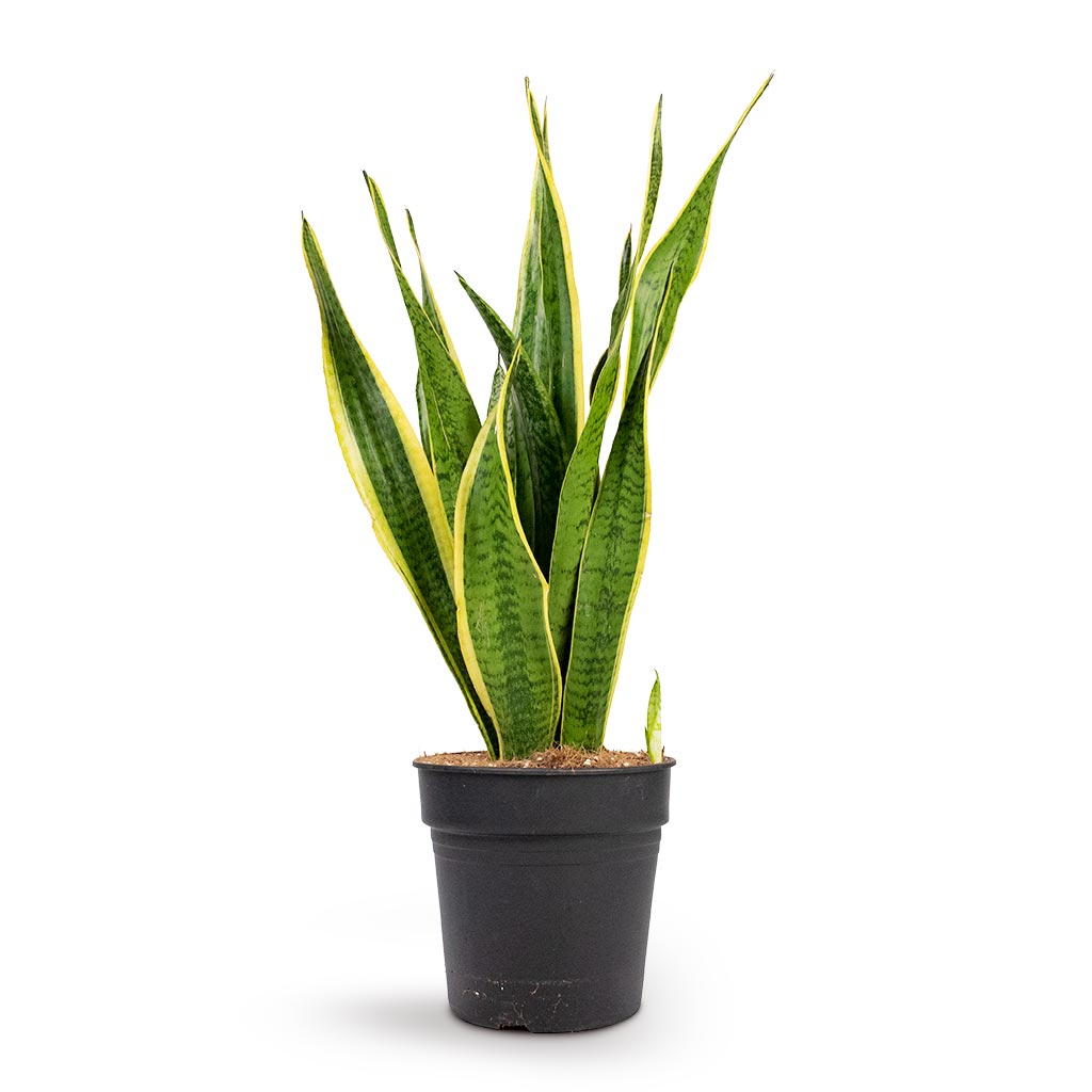 Sansevieria trifasciata Laurentii - Variegated Snake Plant