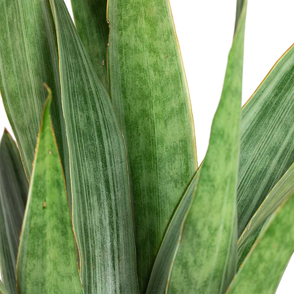 Sansevieria trifasciata Metallica Snake Plant Close-Up